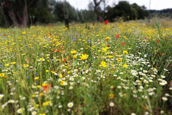 Meadow