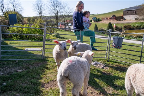 Lambing events