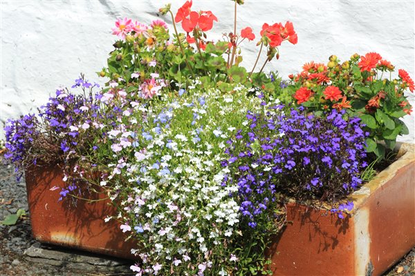 flower tub