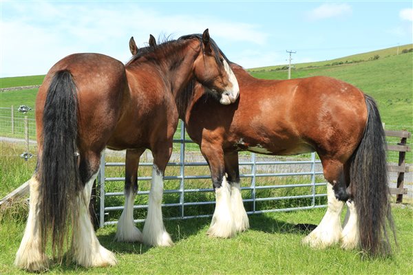 our clydesdales