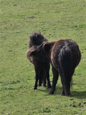 2 horses grooming