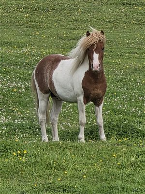 On of our horses