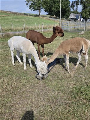 Some of our alpacas
