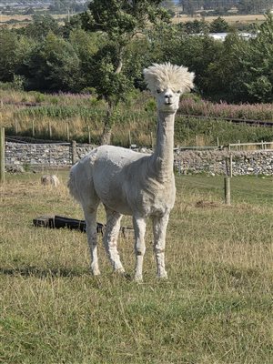 Alpaca