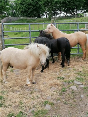 our mini horses