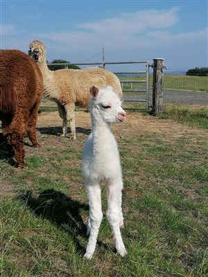 our newborn alpaca