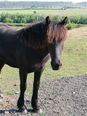 our highland colt