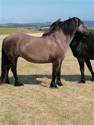 some of our horses