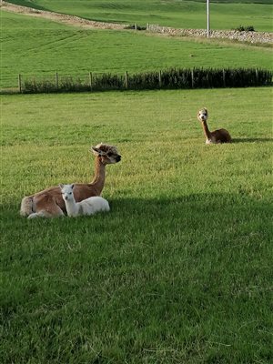 our newborn alpaca