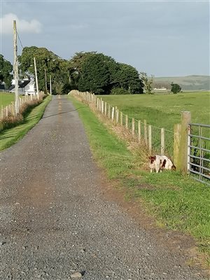 the driveway in