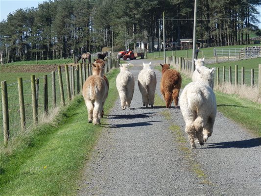 moving alpacas on driveway out