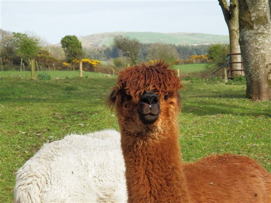 1 of our alpacas