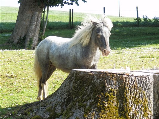 one of our mini horses