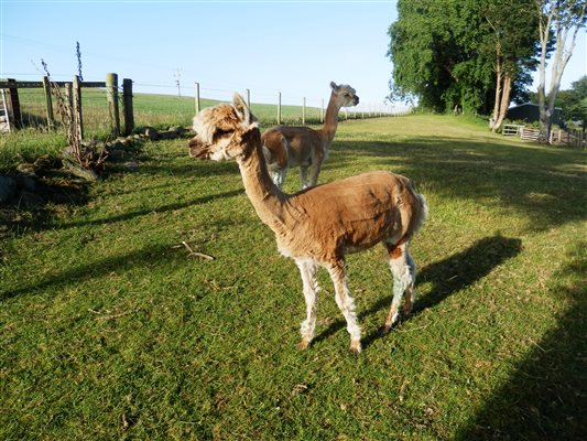 2 of our alpacas