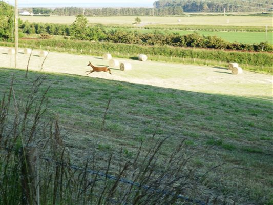 hay time visitor