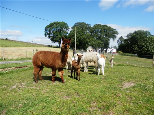 some of our alpacas some of our alpacas