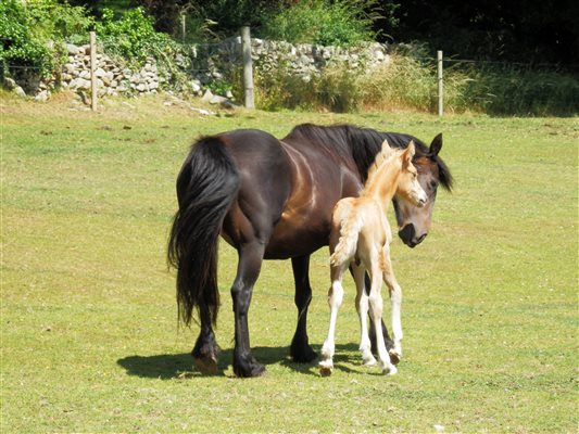 a new foal