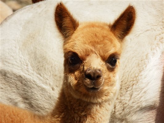 alpaca alpaca