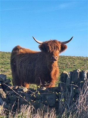 One of our Highland Cows