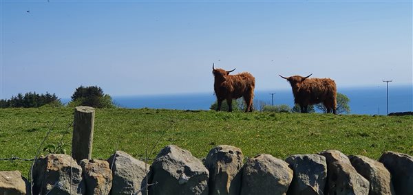 cows