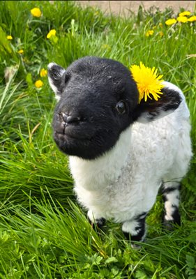 Lucas the Lamb