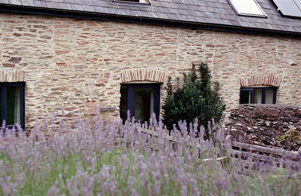 lavender garden