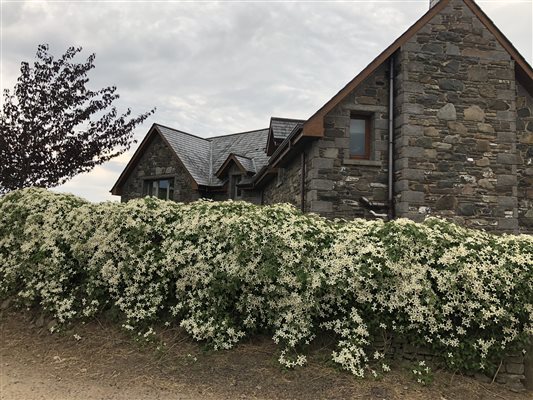 Clematis in bloom