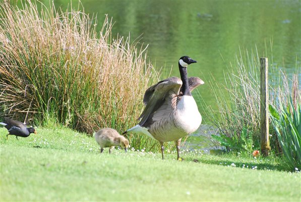 Geese in the garden