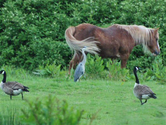Horses; Geese and Heron wildlife at the farm