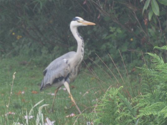 Resident Heron wildlife