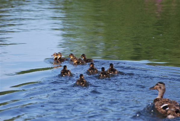 Ducklings having a swim