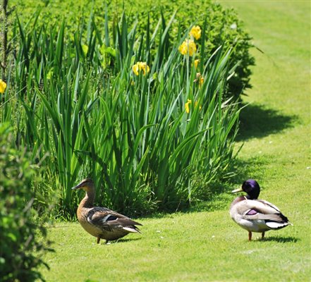 Ducklings in the Garden