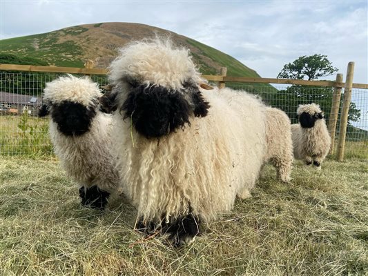 Brockholes Valais Blacknoses