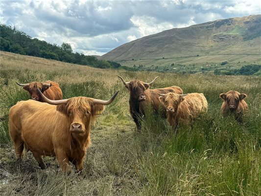 Highland coos at brockholes