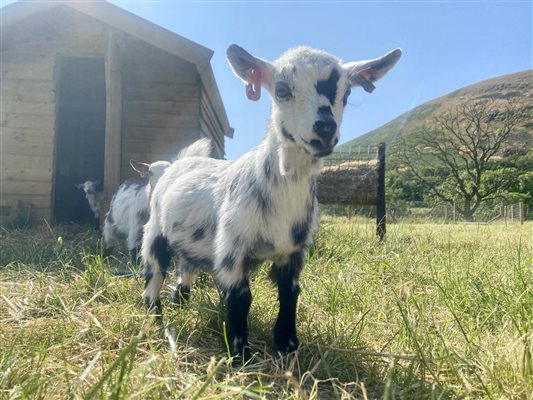 Goats