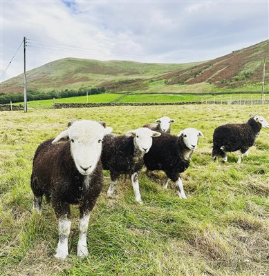 herdwick brockholes