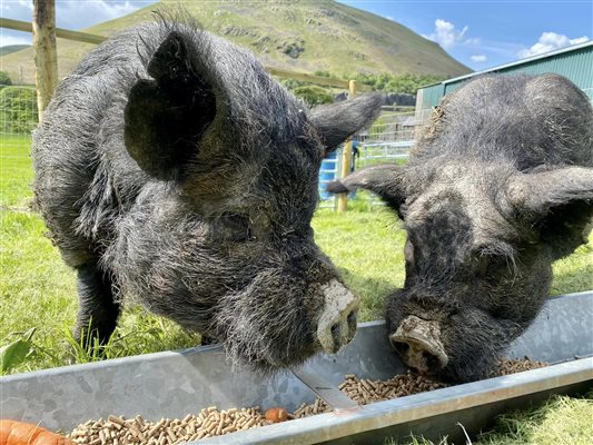 piggies