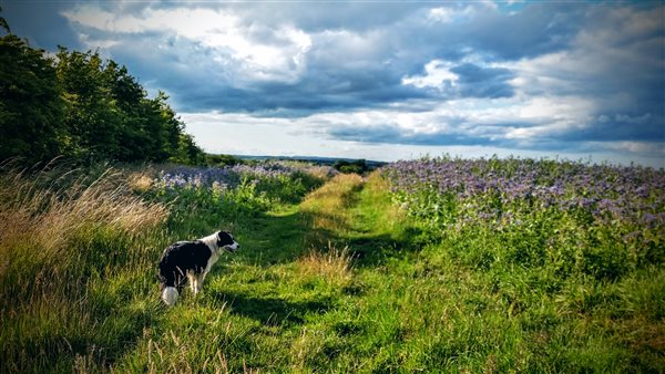 Sheep dog and borage