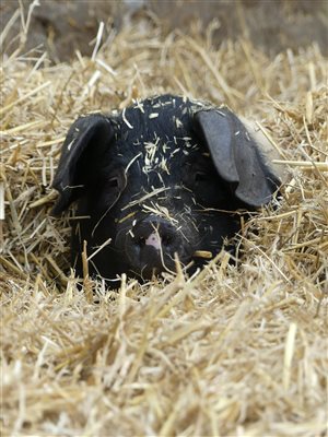 A rare breed saddleback pig at Hunting Hall