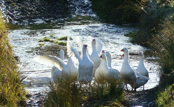 Geese at Hunting Hall