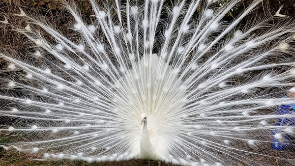 white peacock