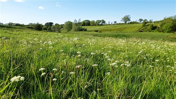 Organic meadow