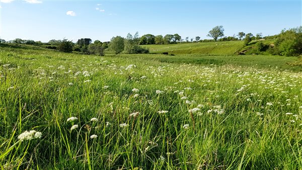 Wildflowers in the meadow by the stream