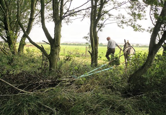 Working in one of the farm woods with Jamie the donkey