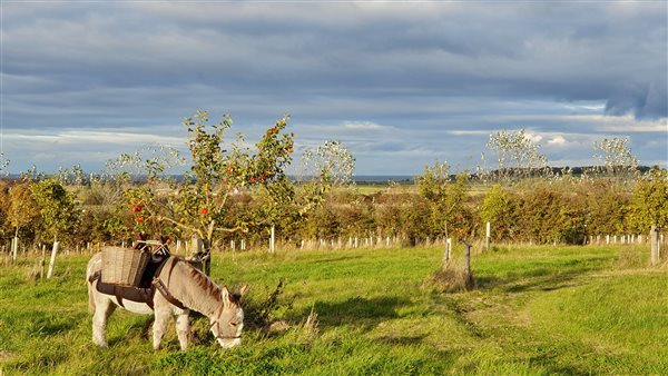 donkey in orchard
