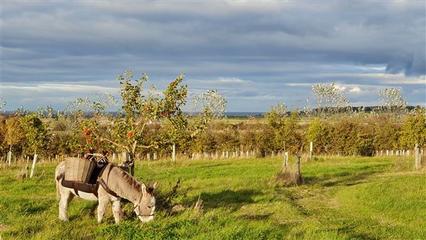 The community orchard