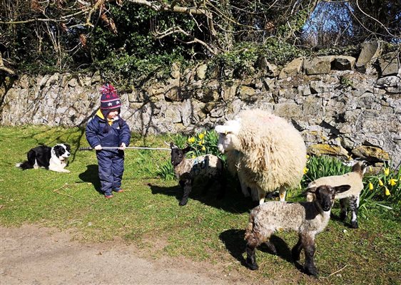 child and lambs