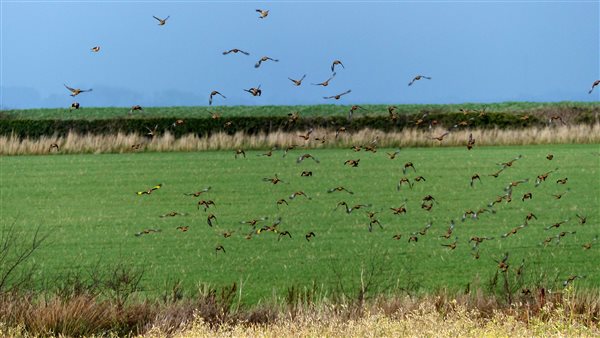 wild finches on see mix