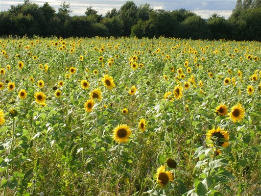 sunflowers