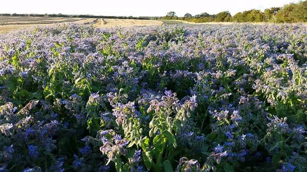 borage